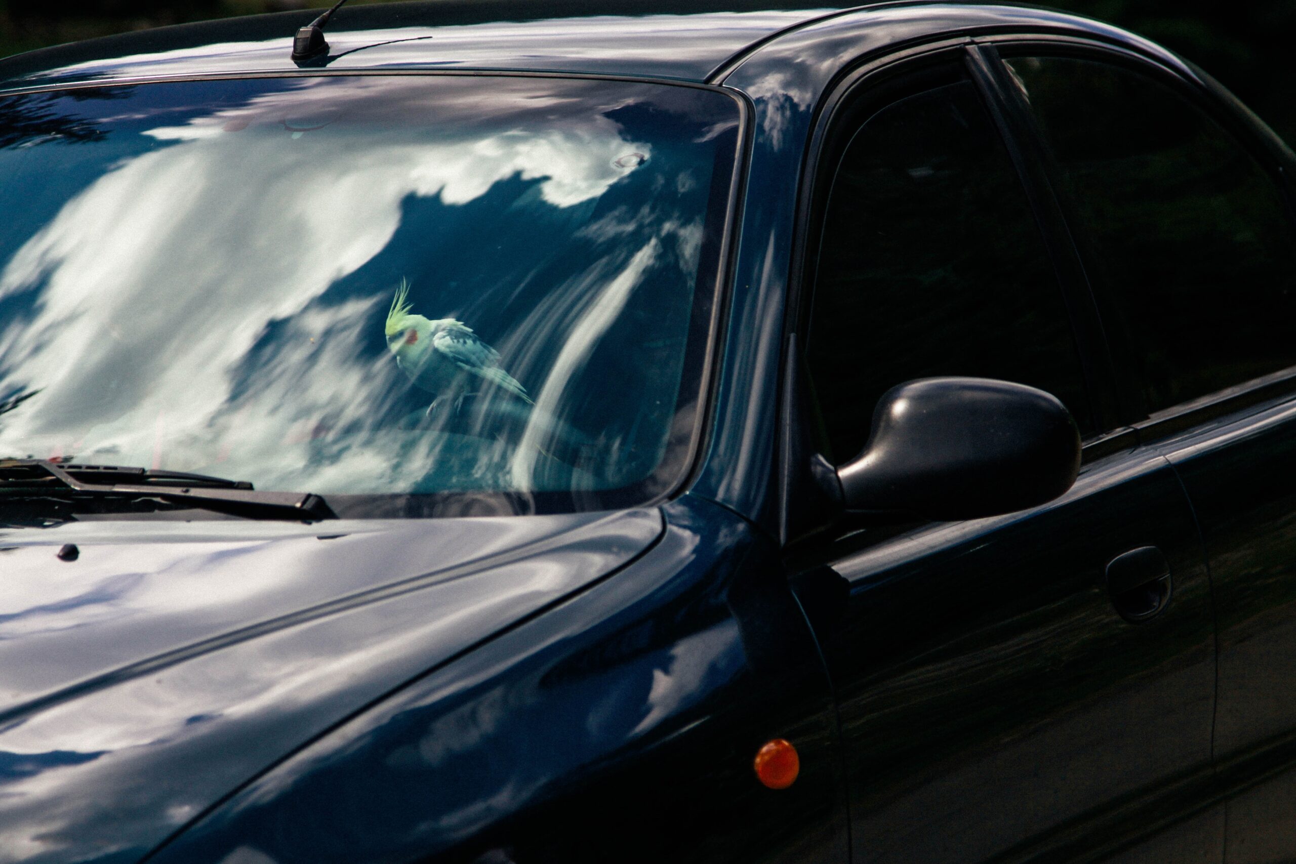 parrot-driving-a-car-2024-12-02-10-43-43-utc